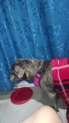 The video shows a small, brindle-colored dog wearing a pink harness and a red plaid jacket. The dog is standing on a white tile floor near a blue curtain with a leaf pattern. To the left of the dog is a red frisbee on the floor. In front of the dog is a small black container with food pellets inside. The dog sniffs at the curtain and then looks around. A person's leg is visible in the foreground. The video is shot indoors.