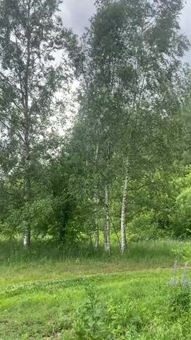 A vertical video shows a wooded area with birch trees and lush green foliage. The sky is overcast and appears cloudy. In the foreground, there is a patch of green grass with some wildflowers, including purple lupine. In the middle ground, several tall birch trees with white bark and green leaves are visible. One of the birch trees has a birdhouse attached to it. In the background, there is a dense forest of green trees. The camera pans slightly upwards throughout the video, capturing the tops of the trees and the sky. There are no people or animals visible in the video.