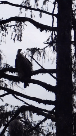 Wildlife and stormy skies over Prini's Himalayan hillsides