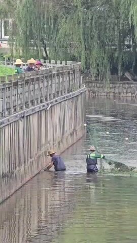 Two individuals are working in shallow water next to a wooden retaining wall. Both are wearing waders and hats. The person on the left, wearing a dark shirt, is bent over and appears to be gathering something from the water. The person on the right, wearing a green and black vest over a white shirt, is operating a large fishing net. In the background, on top of the retaining wall, four people are standing and observing the activity. Trees with long, drooping branches overhang the scene from the right. The water is murky and contains some debris or vegetation.
