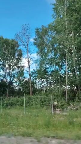 The video shows a landscape with trees and a blue sky with clouds. There is a wire fence in the foreground, separating the viewer from a grassy area and the trees. The camera appears to be moving, as the trees and fence are blurry and the perspective shifts. The trees are tall and green, and some appear to be deciduous. One tree on the right side of the frame is dead and bare. The sky is bright blue with white clouds.