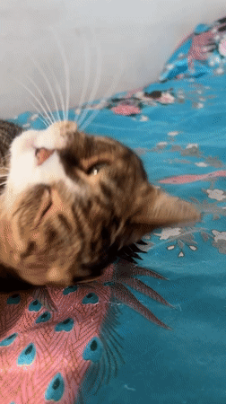 Tabby cat and French bulldog share an Almaty apartment