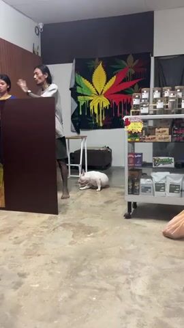 A person with tattoos on their leg stands to the left of the frame, partially obscured by a dark brown surface. They are facing right. To their right, a white French bulldog sits on a concrete floor. The dog is looking towards the person. In the background, there is a black tapestry with a large marijuana leaf design. There are also shelves filled with items, and a glass display case. A white stool is visible near the tapestry. The floor appears stained and dirty.