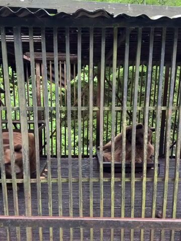 The video shows two brown bears inside a cage. The cage is made of vertical metal bars and has a wooden floor. The bears are resting, one lying down and the other sitting on a raised platform. Behind the cage, green trees and foliage are visible. A person is speaking in Russian about the bears.