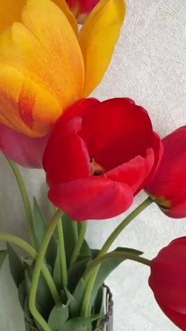 A close-up shot shows a bouquet of tulips. There are yellow and red tulips. The camera shifts focus to show the center of both the yellow and red flowers. The petals are open, and the viewer can see the black stamen and pistil inside the flowers. The tulips are in a vase. The background is a light-colored wall.