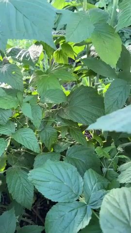 This is a close-up video of green raspberry leaves. The camera pans from left to right, slightly upward, showing dense foliage with sunlight filtering through. The leaves are large and deeply veined. Some smaller, lighter green leaves are visible in the background. The video is shaky and appears to be handheld.