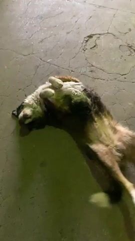 In a vertical, low-light shot, a medium-sized dog with multi-colored fur (brown, black, and white) is captured lying on its back on a cracked concrete surface. The lighting has a distinct greenish cast, creating strong shadows and suggesting either artificial light at night or dusk. The dog is actively rolling around, kicking its paws in the air, and wiggling its body, seemingly enjoying scratching its back on the ground. Its tail, visible on the right side of the frame, twitches. The dog's movements suggest playfulness and contentment. No other subjects or objects are visible in the scene. The setting appears to be an outdoor or semi-outdoor area in Sáenz Peña, Argentina. There is no visible text.