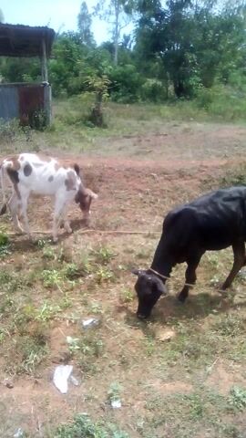 This media file captures a rural outdoor scene during the daytime, likely in Bondo, Kenya. The main subjects are two cows. In the foreground, a black cow is visible, with a rope around its neck, grazing on the sparsely vegetated ground. Beside it, a smaller, white and brown spotted cow is standing. The ground is a mix of bare reddish-brown soil and patches of green grass and weeds. In the background, dense green foliage and trees line the horizon, and a partial view of a simple structure, possibly a shed with a metallic roof, can be seen. Scattered debris, including white and blue plastic, is present on the ground. There are no human subjects or visible text in the image.