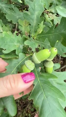 A close-up shot shows a person's hand with bright pink glittery nail polish reaching out to touch a cluster of acorns on an oak tree. The acorns are green and capped with textured, lighter green husks. The oak leaves are large, green, and lobed. The background is slightly out of focus, showing more oak leaves and branches, suggesting an outdoor, natural setting. The video is a still image, with no motion or action occurring.