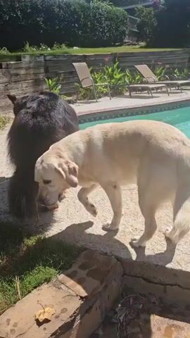 In a sunny outdoor setting, two dogs are interacting near a swimming pool and grassy area. A light-colored dog, possibly a Labrador Retriever, is walking and sniffing the ground. Behind it, a dark-colored dog, appearing larger and shaggier, is visible. The light-colored dog moves towards a grey trash can, sniffing it briefly, before continuing to walk away. The interaction appears casual and exploratory. The environment includes a pool with blue water, stone landscaping, green grass, and trees in the background.