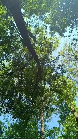 The video shows a low-angle shot looking up through the canopy of a forest. Tall trees with green leaves are visible against a clear blue sky. The leaves are dense and abundant, suggesting a summer or late spring setting. The camera appears to be slowly panning or rotating, offering a slightly shifting perspective of the treetops. Sunlight filters through the leaves, creating dappled light effects. There are no people or animals visible in the footage. The environment is natural and appears to be a wooded area.