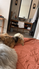 Two dogs chilling on a coral hotel bed in Bali