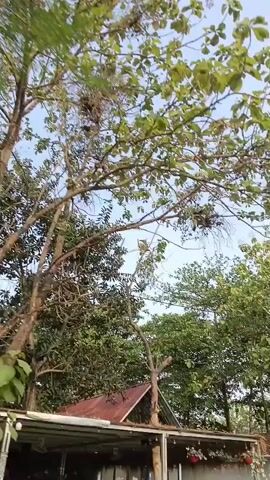 A vertical video captures a perspective looking up at trees with green leaves against a bright, clear sky. The camera pans slightly, revealing more branches and foliage. In the lower portion of the frame, a section of a corrugated metal roof and a white structure are visible, suggesting the presence of a building or shelter beneath the trees. There are no people visible in the video. The environment appears to be outdoors, possibly in a tropical or subtropical region given the dense foliage.