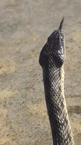 The video shows a close-up of a snake's head and neck. The snake has dark scales and its tongue is flicking in and out. The snake appears to be in shallow water or on a wet surface. The background is blurry and consists of earth-toned colors. The snake is oriented to the right of the frame, with its head raised.