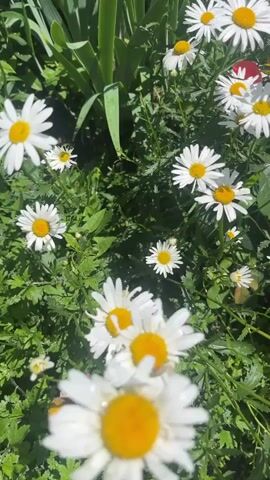 The video shows a close-up view of several white daisies with yellow centers. The flowers are interspersed with green leaves and foliage. Some of the petals appear to have water droplets on them, suggesting it may have recently rained or been watered. The lighting suggests it is daytime, possibly outdoors in a garden or natural setting. There are no people or other living creatures visible in the frame. The camera is in motion, panning and tilting slightly, creating a dynamic and immersive perspective.