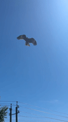 Bird of prey and butterfly decor on a June morning in Zelenogorsky
