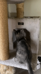 Tabby kitten roams and plays at home in Pattersonville