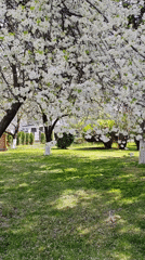Spring blooms captured in residential Sofia neighborhood