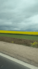 Motorist captures yellow flower field near Hrodna, Belarus