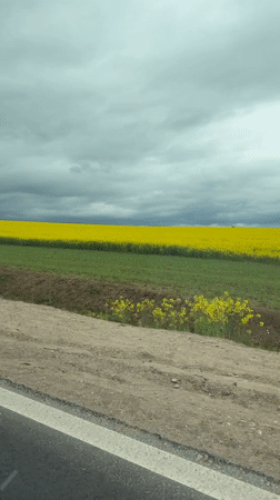 Motorist captures yellow flower field near Hrodna, Belarus