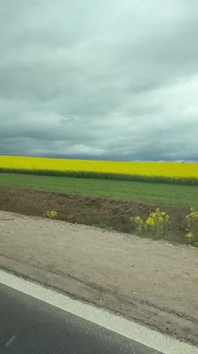 Motorist captures yellow flower field near Hrodna, Belarus