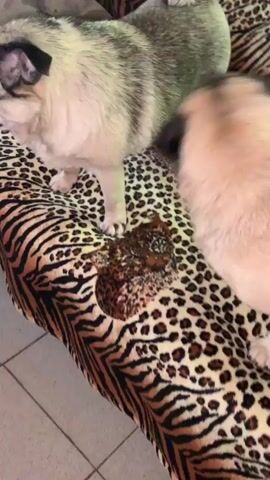 The video shows two fawn-colored pugs on a couch with a leopard print blanket. The pugs are looking to the left of the frame. One pug is closer to the camera and its face is clearly visible. The other pug is partially obscured by the first pug. The couch is covered in a patterned blanket with a zebra and leopard print. The background is blurred but appears to be an indoor setting with a window and curtains. The pugs are standing and appear to be interacting with something outside the frame.