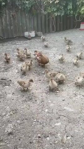 The video shows a group of young ducks, called ducklings, and at least one adult duck. They are in an outdoor enclosure with a dirt or gravel ground. In the background, there is a wooden fence, some greenery, and what appear to be feeders. The scene suggests a farm or a backyard where ducks are kept. The lighting indicates it is daytime, likely morning or afternoon, with no specific weather conditions being discernible. The ducklings are small and fluffy, predominantly in shades of brown and yellow, and are clustered together or scattered around the adult duck. The adult duck is larger and darker brown. The overall activity is simply the ducks being present in their environment, with some appearing to peck at the ground or move around. There is no visible text in the video. The location context provided is Fălești, Moldova.