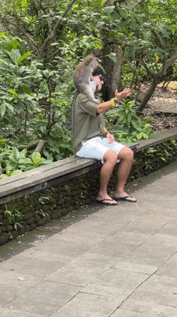Tourists interact with macaques at Ubud monkey sanctuary