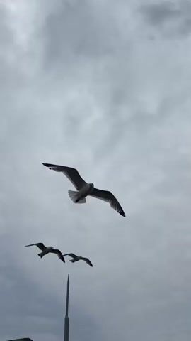 A video depicts several seagulls in flight against a cloudy sky. The primary focus is on one seagull positioned centrally in the frame, with its wings spread wide as it soars. Additional seagulls are visible in the background, some further away and others closer, adding depth to the aerial scene. The lighting suggests an overcast day, with the clouds creating a diffused and somewhat dramatic atmosphere. The lower part of the frame shows hints of a green landscape and possibly a body of water, suggesting the birds are flying over a natural environment. The camera angle is looking upwards, emphasizing the grandeur of the birds in flight.