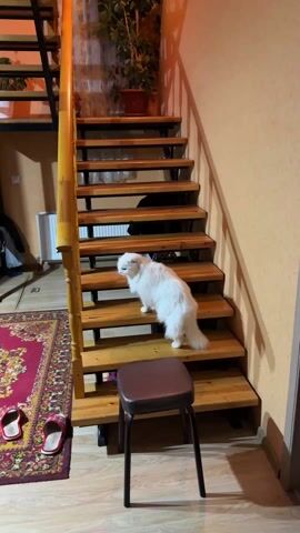 A white cat walks up a staircase in a house. The staircase has wooden steps and a yellow railing. There is a red rug and a brown stool near the bottom of the staircase. There is a potted plant on the landing. The walls are orange.