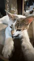 Tabby cat spotted resting in Plovdiv, Bulgaria