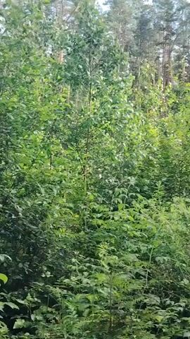 The video shows a pathway leading into a forest. The path is lined with lush green vegetation, including trees and bushes. The forest appears to be dense with tall trees and undergrowth. The sky is visible above the trees, suggesting it is daytime. The camera pans across the scene, offering a view of the natural environment. No people or specific objects are visible beyond the natural elements of the forest.