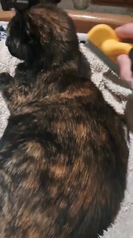 A hand with several tattoos is brushing a tortoiseshell cat that is lying on a white fleecy surface. The brush has a yellow head and black handle. The cat's head is pointing to the left side of the frame. The cat is mostly lying down, with one paw visible. The background is a bit blurry but shows a wooden surface.