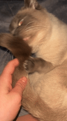 Siamese cat captured in intimate pet moments in Antwerp