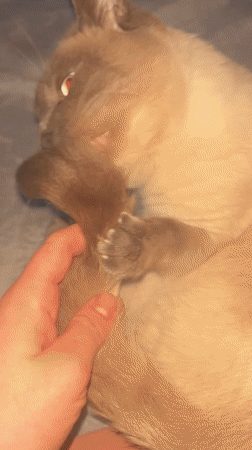 Siamese cat captured in intimate pet moments in Antwerp