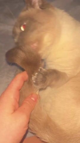 The video shows a human hand holding the tail of a Siamese cat. The cat is lying on a gray surface and has its face buried near its tail. The hand gently grasps and moves the cat's tail, seemingly petting it. The cat has light fur on its body and darker fur on its face and tail. The hand is fair-skinned with visible fingernails.