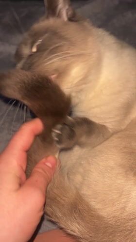 Siamese cat captured in intimate pet moments in Antwerp