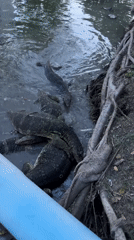 Monitor lizards gathered at a murky Bangkok waterway