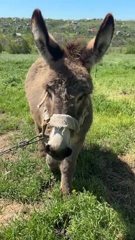 The video shows a donkey standing in a grassy field. The donkey is wearing a makeshift muzzle around its nose. It is tethered with a chain. In the background is a green hillside and a few houses. The weather appears to be sunny and clear. There is another donkey blurred in the background. Someone is off camera talking to the donkey.