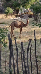 Underweight camel balances on wooden fence in Shymkent