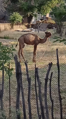 Underweight camel balances on wooden fence in Shymkent