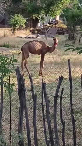 Underweight camel balances on wooden fence in Shymkent