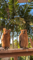 Two buffy fish owls perched on a railing in Bali
