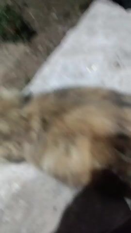 A fluffy, medium-sized dog with tan and black fur is lying down on a grey concrete surface, facing away from the camera. The dog's tail is raised and bushy. In the background, there are rocks and some greenery. A person's bare feet are visible in the lower left corner of the frame. The lighting suggests it is evening or nighttime.
