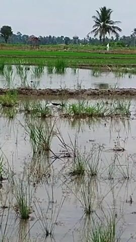 The video captures a flooded rice paddy with a bird with black and white plumage walking through the shallow water. The bird has long legs and a long beak. The background shows green fields, trees, and a small hut. The sky is overcast. The bird appears to be foraging for food in the water.