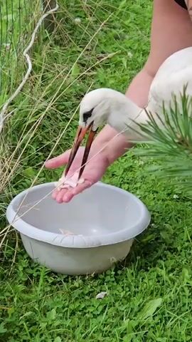 A person is feeding a white stork pieces of food from their hand. The stork is standing next to a white bowl on green grass. The person's hand is extended towards the stork, with several small pieces of food resting on it. The stork is pecking at the food, with its beak open. The background shows tall green grass and a fence.