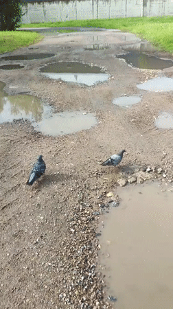 Two pigeons facing opposite ways on a muddy path.