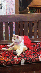 Cat in tutu, street scenes captured in Kuta