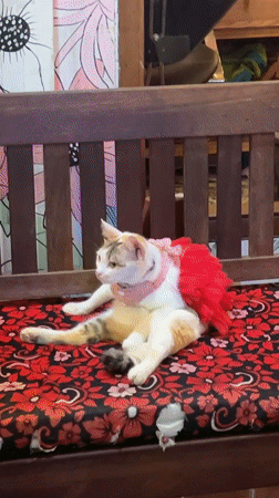 Cat in tutu, street scenes captured in Kuta