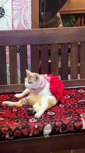 Cat in tutu, street scenes captured in Kuta